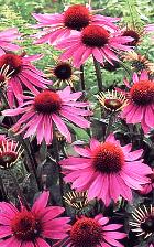 Echinacea Hydrosol